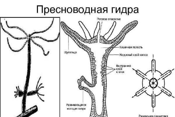 Black sprut ссылка