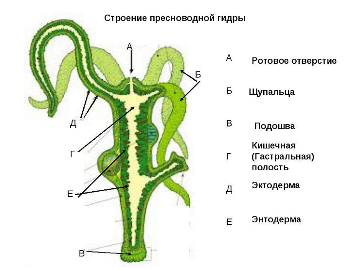 Блэкспрут онион ссылка